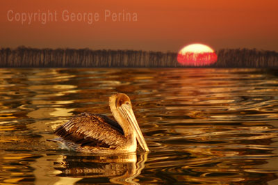 Pelican Sunset