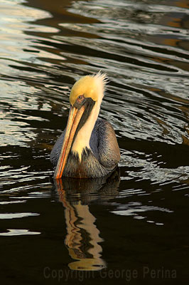 Pelican Swirl