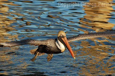 Pelican Wings