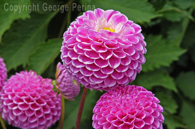 Pink Ball Dahlias