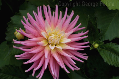 Pink Dahlia