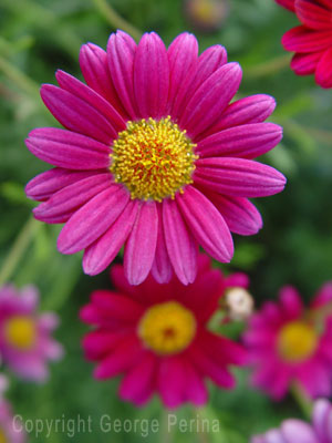 Pink Petals