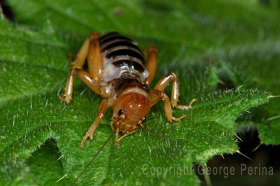 Jerusalem Cricket