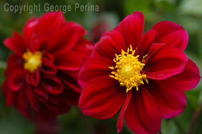 Red Dahlia