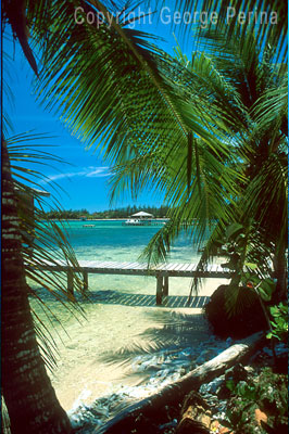 Roatan Palms