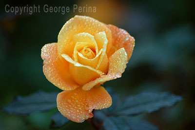 Yellow Rose