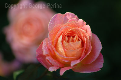 Raindrops on Rose