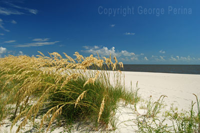 Biloxi Beach Sea Oats