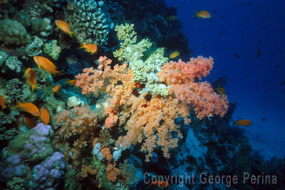 Coral Garden