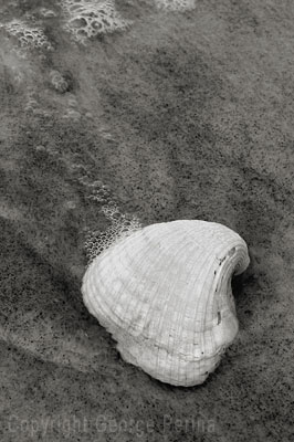 Ship Island Sea Shell