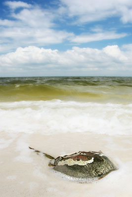 Ship Island Horseshoe Crab