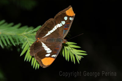 Solitary Butterfly