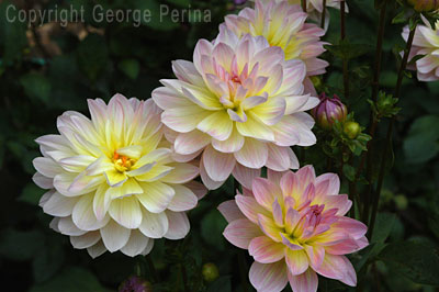 White Dahlias