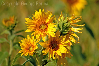 Sunflower Awakening