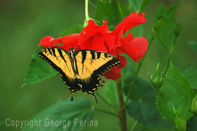Swallowtail Butterfly