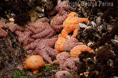 Tide Pool