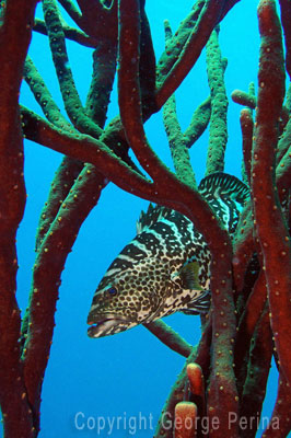 Tiger Grouper