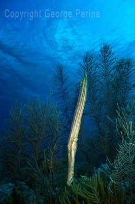 Trumpetfish