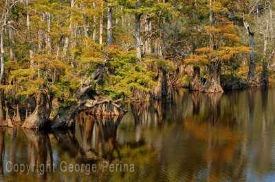 Van Cleave Bayou