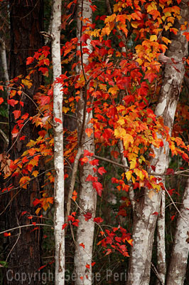 Van Cleaves Leaves