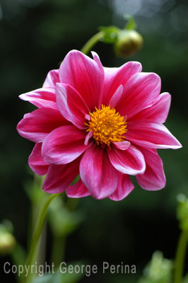 Solitary Dahlia