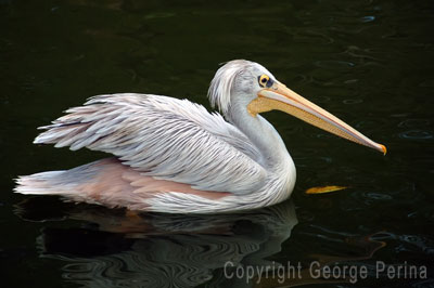 White Pelican