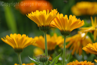 Field of Yellow