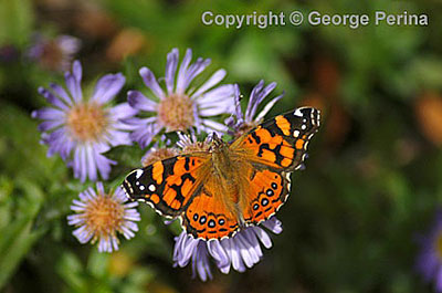 Orange Butterfly