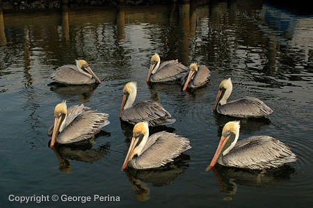 Pelican Flock