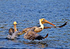 Pelican Wings