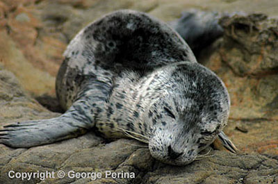 Seal Pup