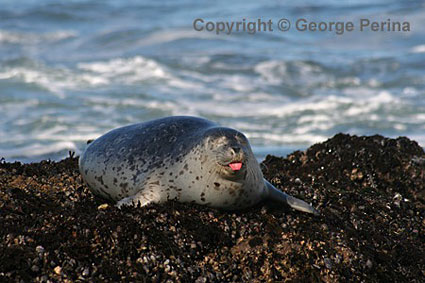 Seal Tongue