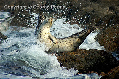 Splash Seal