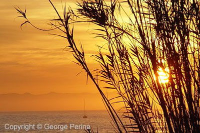 Bamboo Sunset