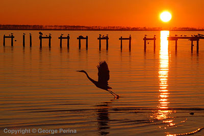 Sunset Flight