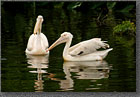 Albino Pelicans