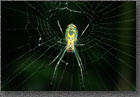 Green Spider