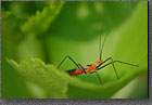 Assassin Bug