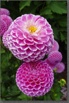 Pink Dahlias