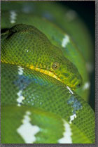 Emerald Boa