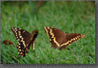 Butterfly Flight