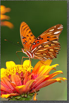 Butterfly on Flower