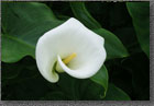 Calla Lily