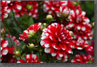 Candy Cane Dahlia