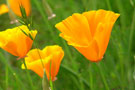 Poppies