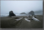 Driftwood Fog