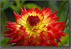 Fire Dahlia