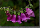 Foxglove