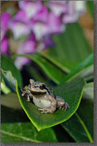 Leaf Frog