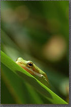 Shadow of a Frog
